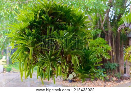 rows of young growth plant hanging pot in farm factory, plant nursery, mass production plants for flowers and decorative plant retail and export business.