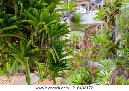 rows of young growth plant hanging pot in farm factory, plant nursery, mass production plants for flowers and decorative plant retail and export business.