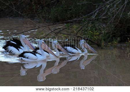 a flock of pelicans fishing as a group