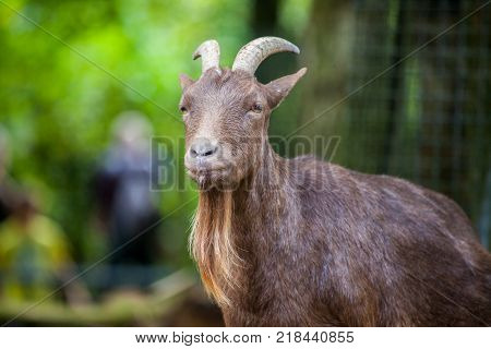 portrait of a german male goat with a long beard