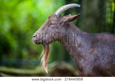 portrait of a german male goat with a long beard