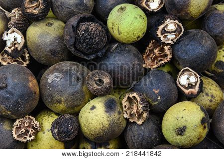 The Eastern black walnut tree is found mainly in North America and produces walnuts contained in thick round husks.  When immature the husks are green, and turn black with the ripening of the nut.