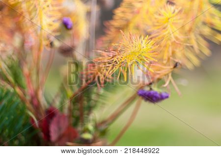 Autumn flowers close up shot on autumn