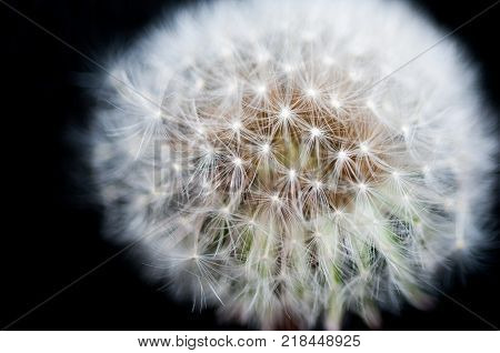 Dandelion seeds isolated on black background in autumn