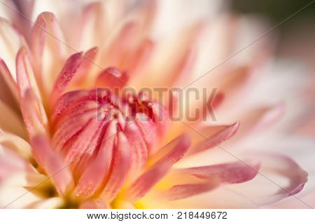 Autumn flower close up macro shot in natural light.