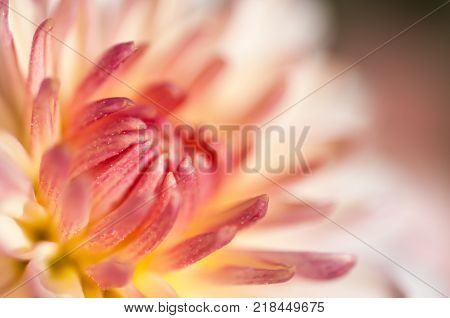 Autumn flower close up in natural light..