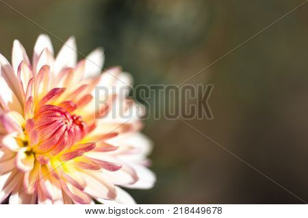 Autumn flower close up in natural light..