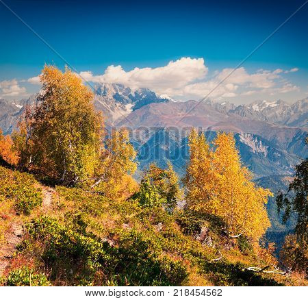 Colorful autumn morning in the Caucasus mountains. Sunny view of Ushba mountain from Mkheer mountainsides in Upper Svaneti Georgia Europe. Artistic style post processed photo.
