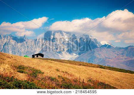 Colorful autumn landscape with shepherd house and green tourist tent. Sunny morning scene with mountain Ushba on the background. Mkheer Svaneti Georgia Europe. Artistic style post processed photo.