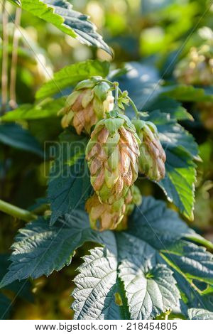 Cones of the common hop. Humulus lupulus