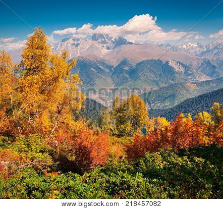 Colorful autumn morning in the Caucasus mountains. Sunny view of Ushba mountain from Mkheer mountainsides in Upper Svaneti Georgia Europe. Artistic style post processed photo.