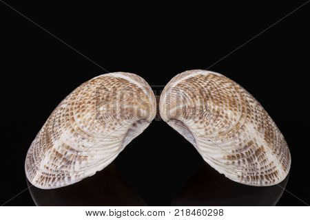 Sea shell of bivalvia isolated on black background reflection