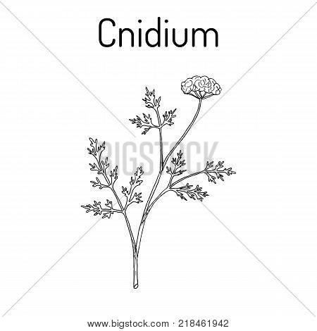 Cnidium Cnidium monnieri , or Monnier snowparsley, Shechuangzi, Osthole, Jashoshi, medicinal plant. Hand drawn botanical vector illustration
