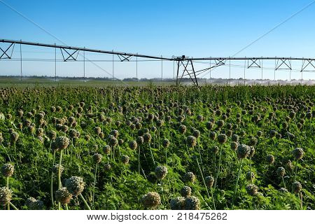 Green field with drip irrigation system hanging above it against blue sky