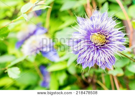 Closeup bright blue flower of blossoming Clematis Jackmanii