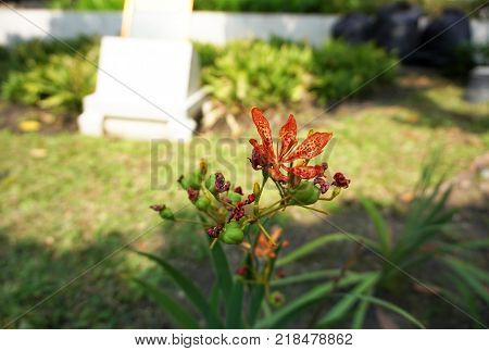 Blackberry Lily (Belamcanda chinensis) growth in the garden