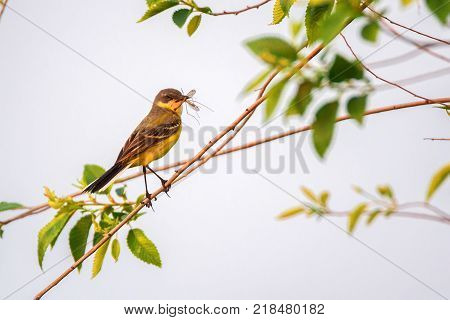 Close up beautiful Western Yellow Wagtail or Motacilla flava sitting on tree branch with prey in its beak
