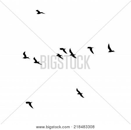 silhouettes of a flock of birds on a white background .