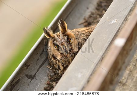 The long-eared owl Asio otus . The long-eared owl female hatches on eggs in gutter. Bird in the nature habitat.