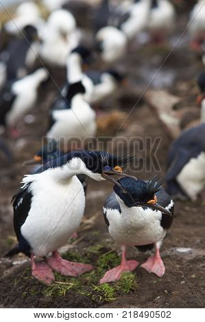 Pair of Imperial Shag (Phalacrocorax atriceps albiventer) engaged in a courtship ritual on the cliffs of Saunders Islands in the Falkland Islands.