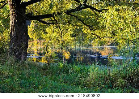 A light green tree grows near the forest lake.