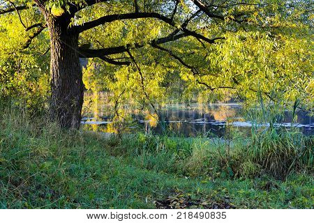 A light green tree grows near the forest lake.