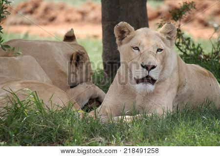 Group of lions in Johannesburg, South Africa