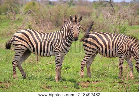 Zebras of Africa, wild animal feeding grass in Kruger national park in South Africa
