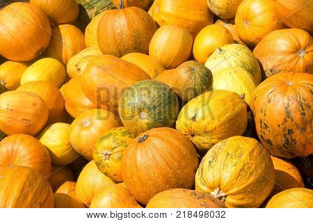 Fresh orange pumpkin isolated on background .Pumpkin.