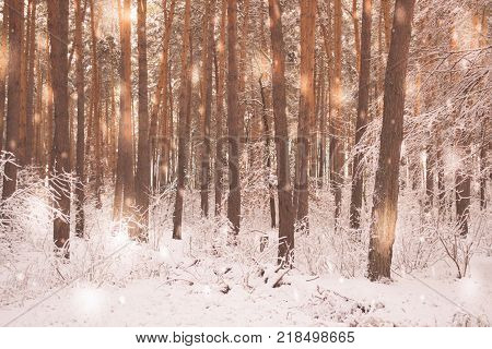 Tree pine spruce in magic forest winter with falling snow sunny day. Snow forest snowfall. Christmas Winter New Year background trembling scenery.