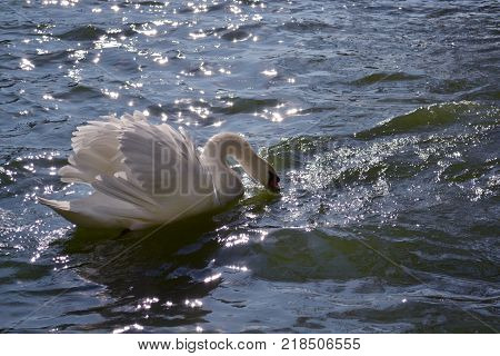A beautiful white swan floating on the blue water reflecting the sunlight glare