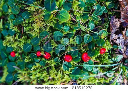 Macro Closeup Of Red Wintergreen Teaberry, Patridgeberry, Or Lingonberry Berries On Ground With Gree
