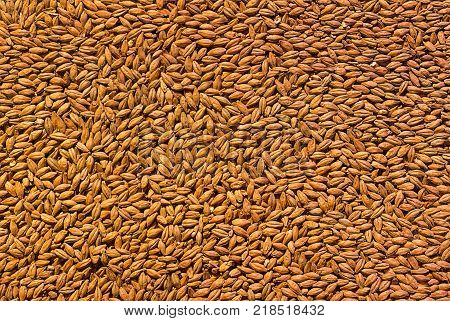 Background Grain Barley Malt Ingredient Base Cooking Beer Texture Of Hopped Golden Grain