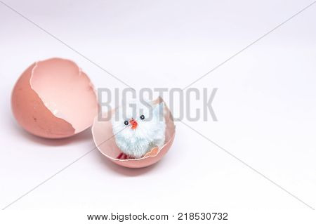 isolated blue chicken sitting in a shell on the background of a broken shell. concept of Easter
