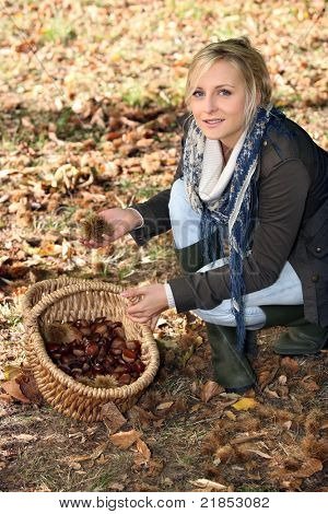 châtaignes de cueillette de femme en bois