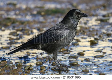 A carrion on a tidal mud flat covered in mud and stones