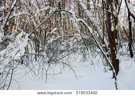 winter forest with trees under the snow