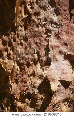 Bark peeling from an Angophora costata tree trunk closeup. A native Australian tree.