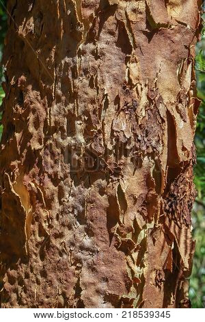 Bark peeling from an Angophora costata tree trunk closeup. A native Australian tree.