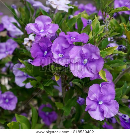Bright mauve Brunfelsia flowers on the plant surrounded by leaves.