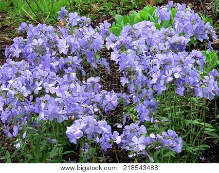 The Phlox divaricata in garden in Vienna Virginia USA April 27 2016