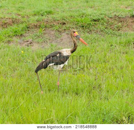 Saddle-billed stork (Ephippiorhynchus senegalensis) in Serengeti National Park