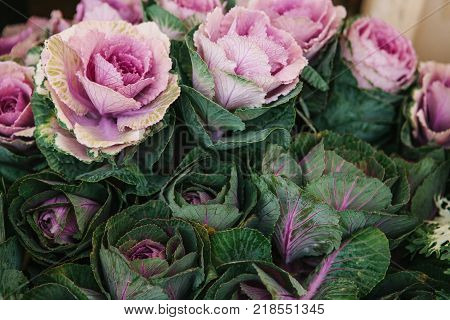 Street flower tent. Sale of flowers called ornamental cabbage
