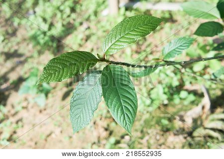 Kratom or Mitragyna speciosa. It can used in traditional medicine but minor side effects may include nausea, vomiting, and constipation but some peaple mix with cough syrup, soda, bone and ice.