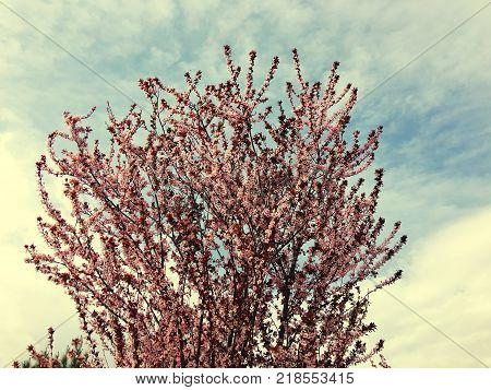 Cherry tree branch bud bud in bloom background as a beautiful spring flower blooming season concept