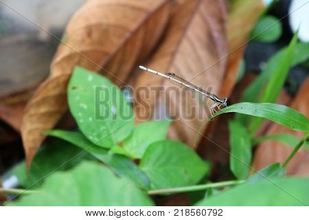 Little dragonflywhite long-tail in the garden.Animals in Thailand.
