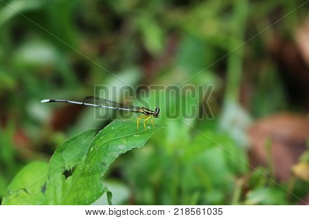 Little dragonflywhite long-tail in the garden.Animals in Thailand.