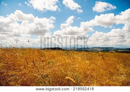 landscape of a wheat field with cloudy sky