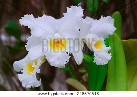 Orchid Background