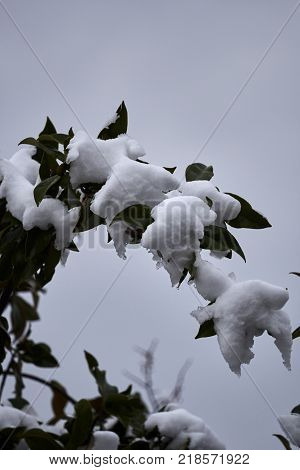 Tree And Snow In Winter Night